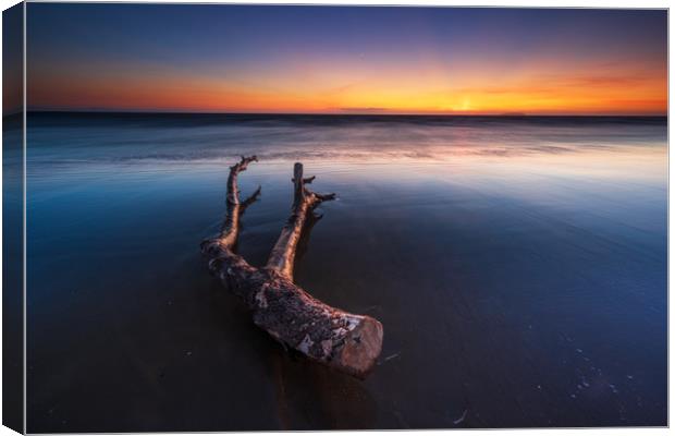 Berrow beach Driftwood...  Canvas Print by J.Tom L.Photography