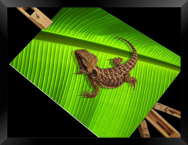 Lizard on Canvas - Bearded Dragon Framed Print by Susie Hawkins