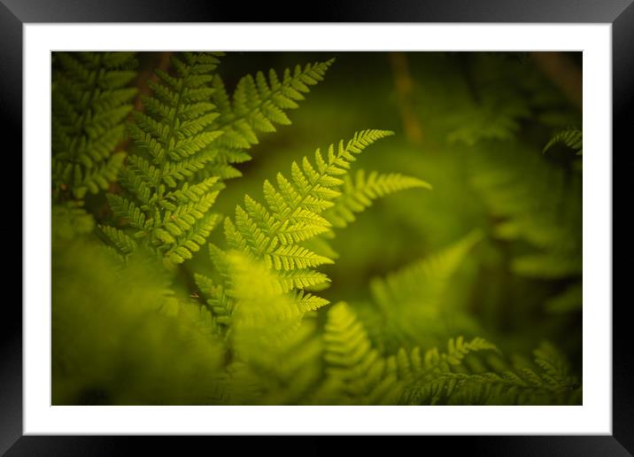 Woodland Ferns Framed Mounted Print by John Malley
