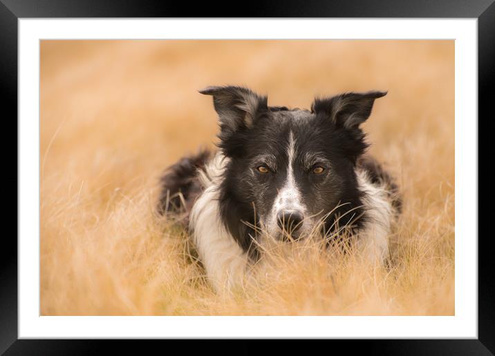 A Nested Collie Framed Mounted Print by John Malley