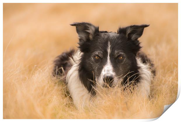 A Nested Collie Print by John Malley