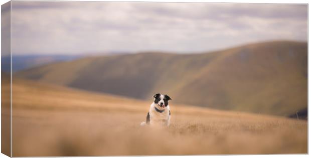 The Fell Dog Canvas Print by John Malley