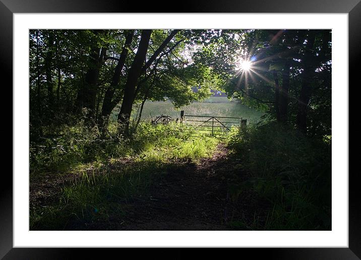 Sun lit Glade Framed Mounted Print by Wayne Molyneux