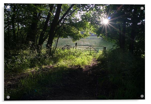 Sun lit Glade Acrylic by Wayne Molyneux