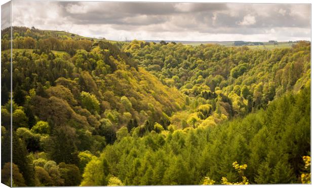 Spring in the Staward Gorge Canvas Print by John Malley