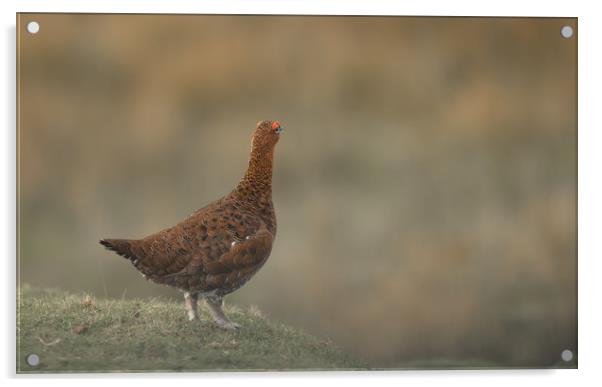 The Red Grouse Acrylic by John Malley