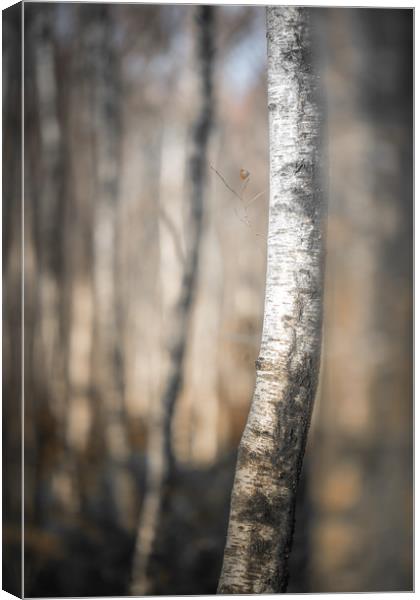 Silver Birch Poles Canvas Print by John Malley