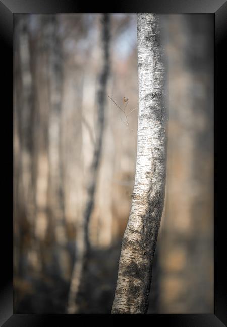 Silver Birch Poles Framed Print by John Malley