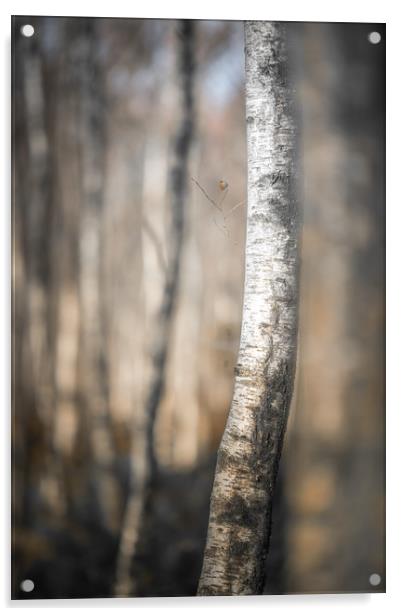 Silver Birch Poles Acrylic by John Malley