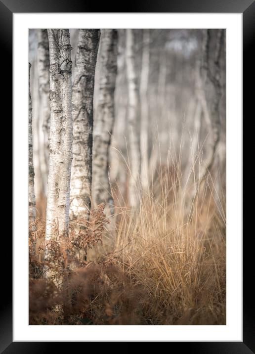 The Winter Birch Woodland Framed Mounted Print by John Malley