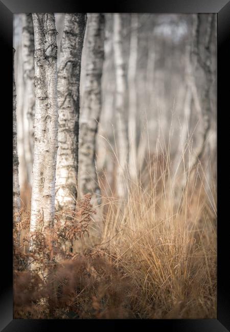 The Winter Birch Woodland Framed Print by John Malley