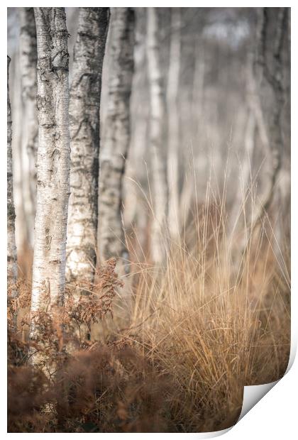The Winter Birch Woodland Print by John Malley