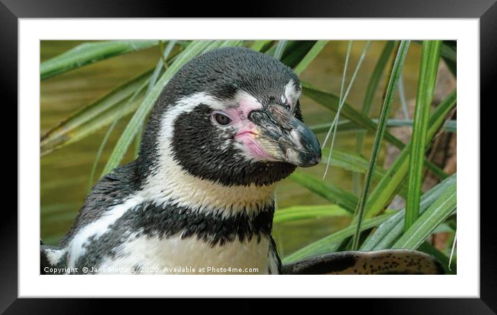 Penguin  Framed Mounted Print by Jane Metters