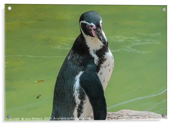 Posing Penguin Acrylic by Jane Metters
