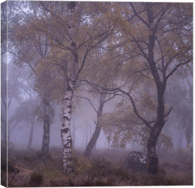 Misty Silver Birch Canvas Print by Paul Andrews