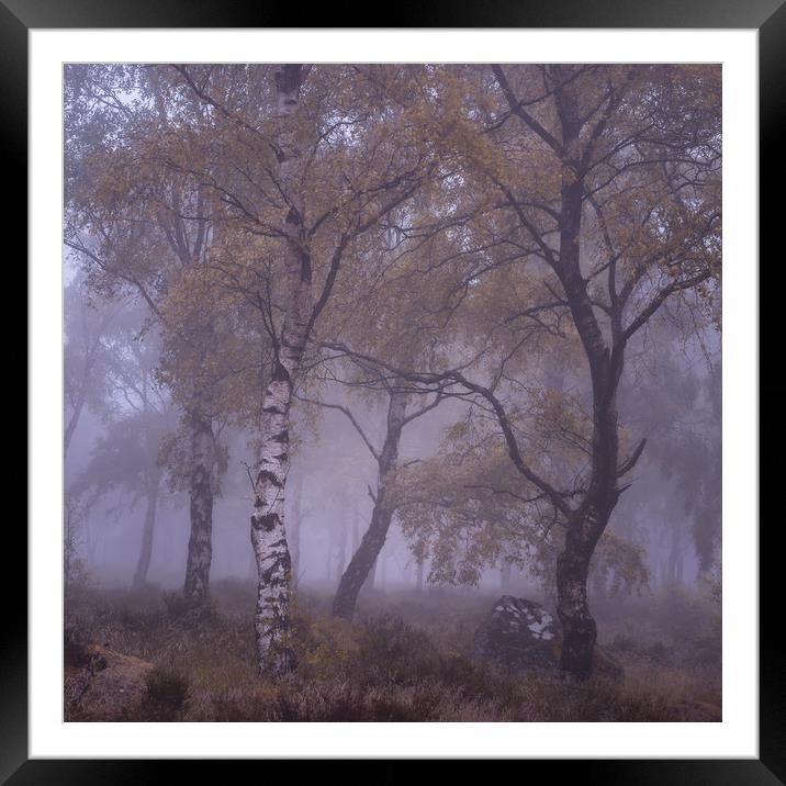 Misty Silver Birch Framed Mounted Print by Paul Andrews