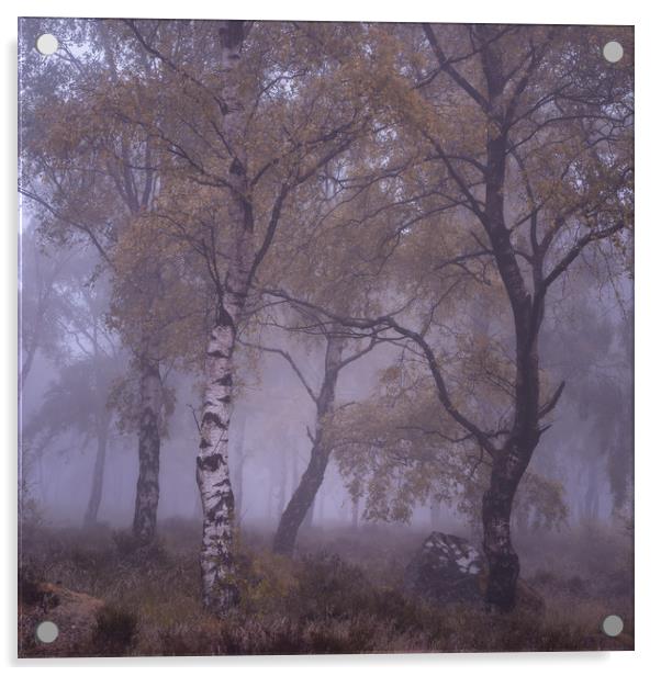 Misty Silver Birch Acrylic by Paul Andrews