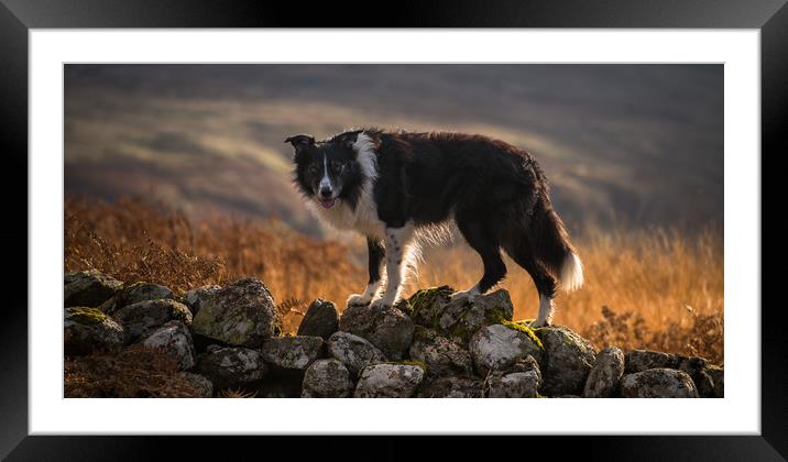 A Good Vantage Point Framed Mounted Print by John Malley