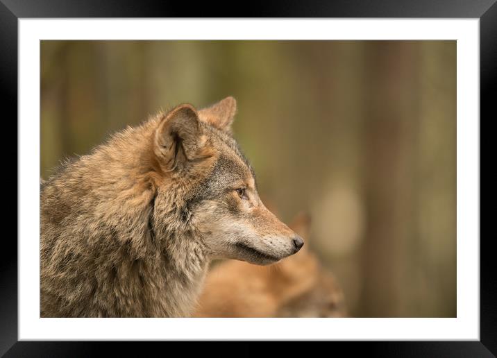 Wolf Matters Framed Mounted Print by John Malley