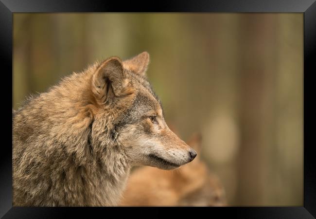 Wolf Matters Framed Print by John Malley