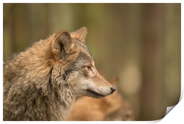 Wolf Matters Print by John Malley