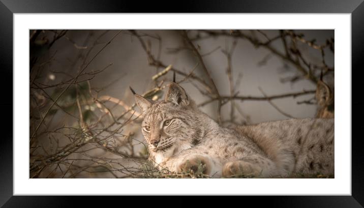 Having a Lazy Day Framed Mounted Print by John Malley