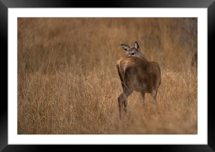 'Keeping an Eye Out' Framed Mounted Print by John Malley