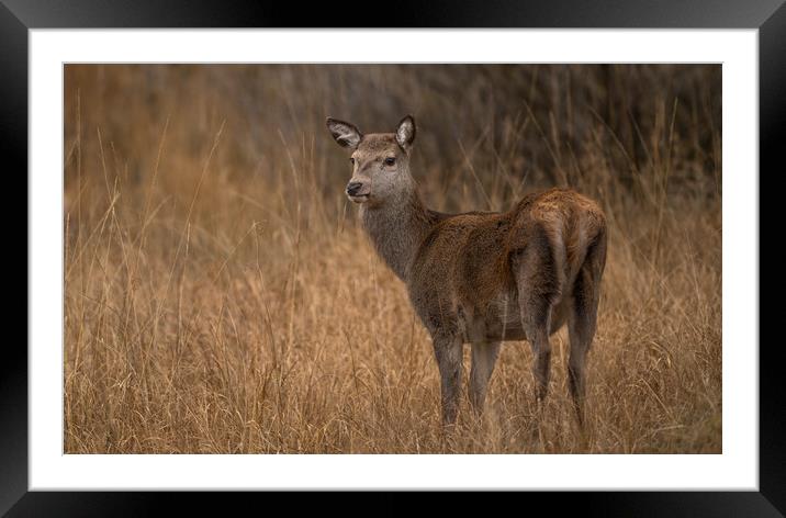 A Red Deer, Ever Watchful  Framed Mounted Print by John Malley