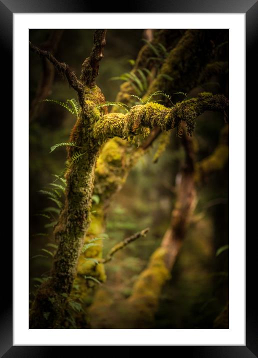 The Hidden World of Trees Framed Mounted Print by John Malley