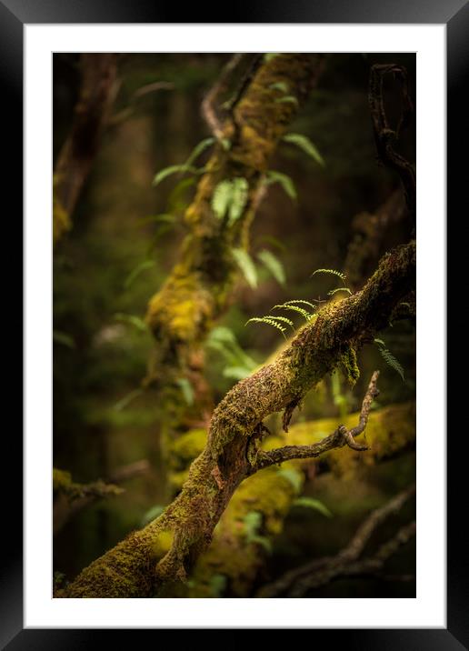 The Hidden World of Trees Framed Mounted Print by John Malley