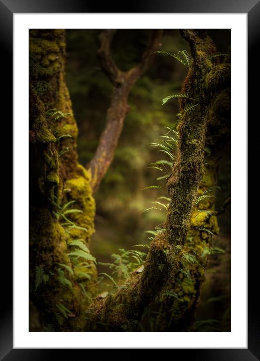 The Hidden World of Trees Framed Mounted Print by John Malley