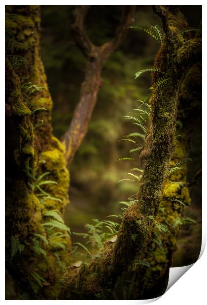 The Hidden World of Trees Print by John Malley