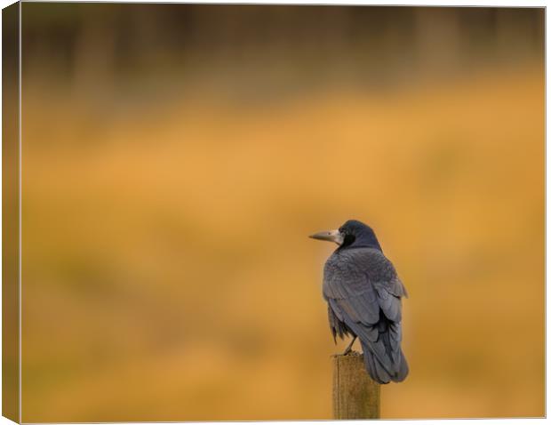 Perched on a Pole Canvas Print by John Malley