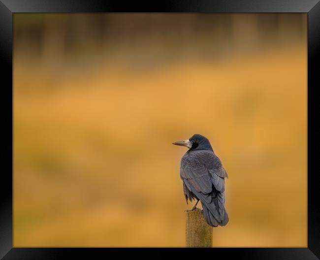 Perched on a Pole Framed Print by John Malley