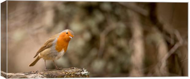 The Rufus Robin Canvas Print by John Malley