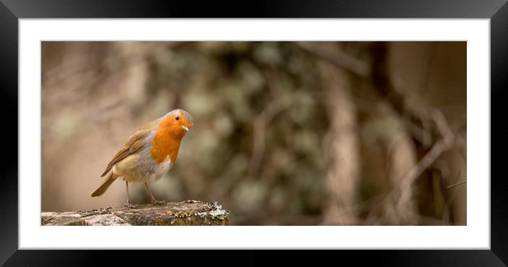 The Rufus Robin Framed Mounted Print by John Malley