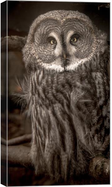 Sage and Wise  Canvas Print by John Malley