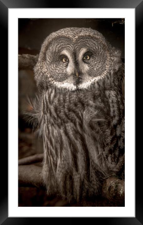 Sage and Wise  Framed Mounted Print by John Malley