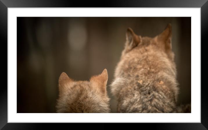 Getting an Earful Framed Mounted Print by John Malley
