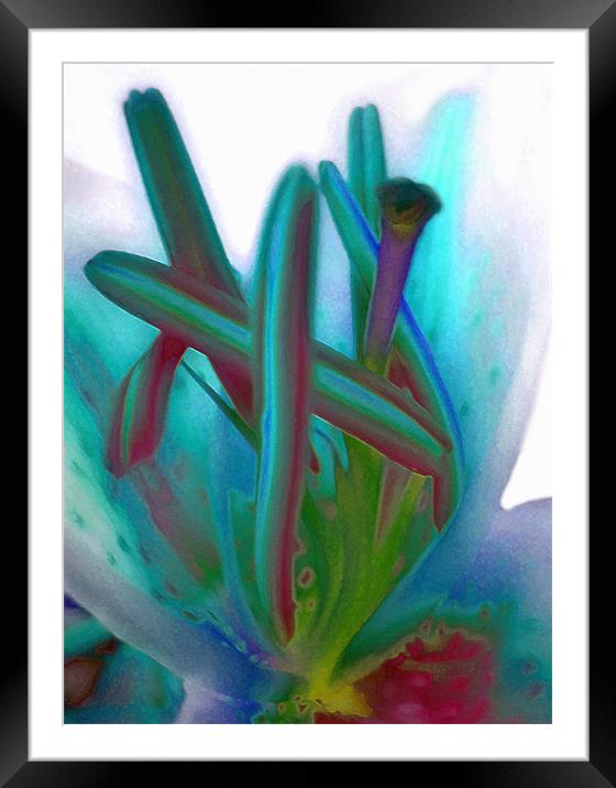 painted lily Framed Mounted Print by Heather Newton