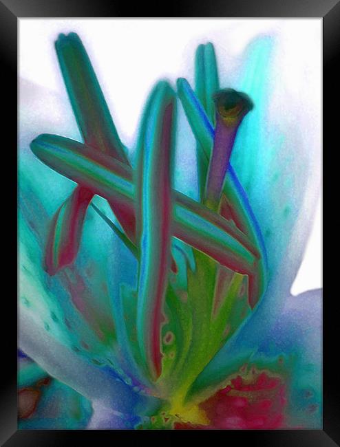painted lily Framed Print by Heather Newton