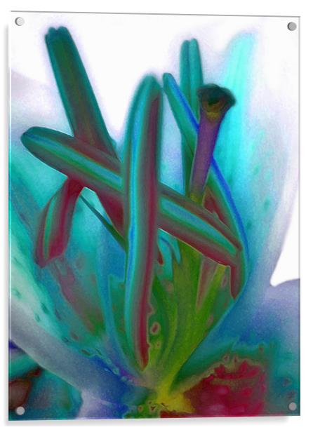 painted lily Acrylic by Heather Newton