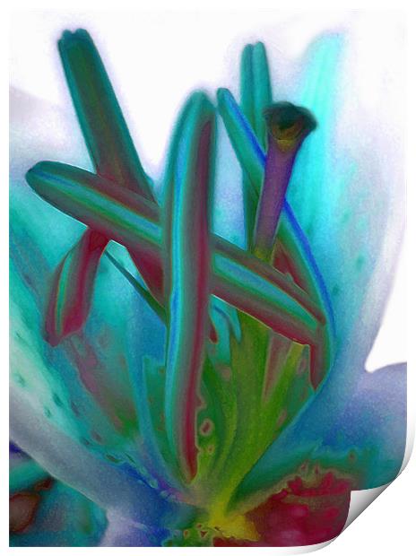 painted lily Print by Heather Newton