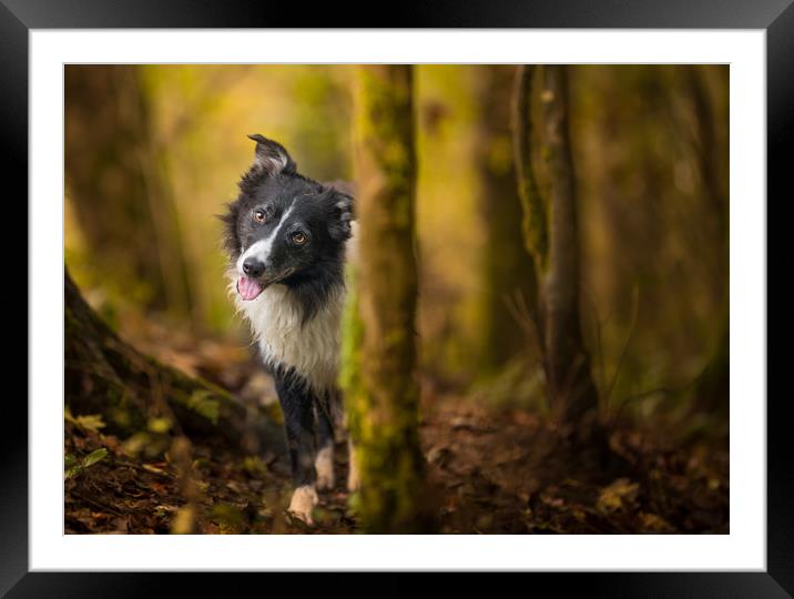 Playing 'Peek a Boo' Framed Mounted Print by John Malley