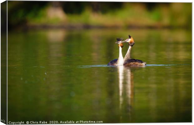 Great Crested Grebes on pend ponds Canvas Print by Chris Rabe