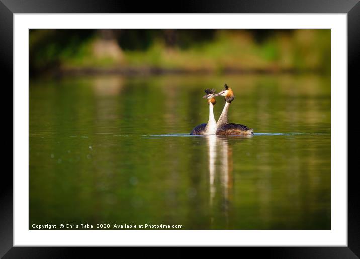 Great Crested Grebes on pend ponds Framed Mounted Print by Chris Rabe