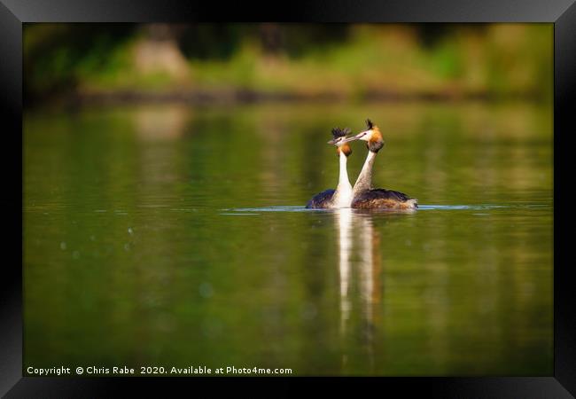 Great Crested Grebes on pend ponds Framed Print by Chris Rabe