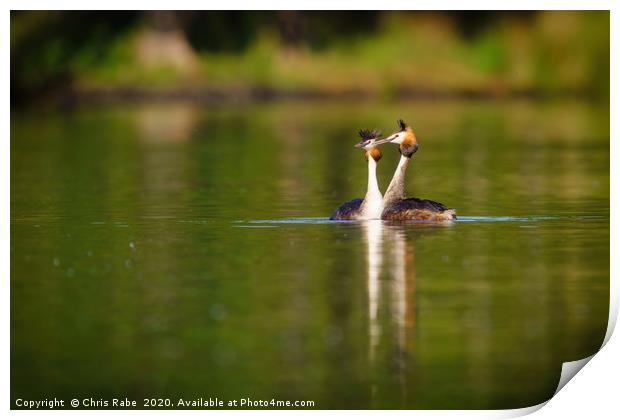 Great Crested Grebes on pend ponds Print by Chris Rabe