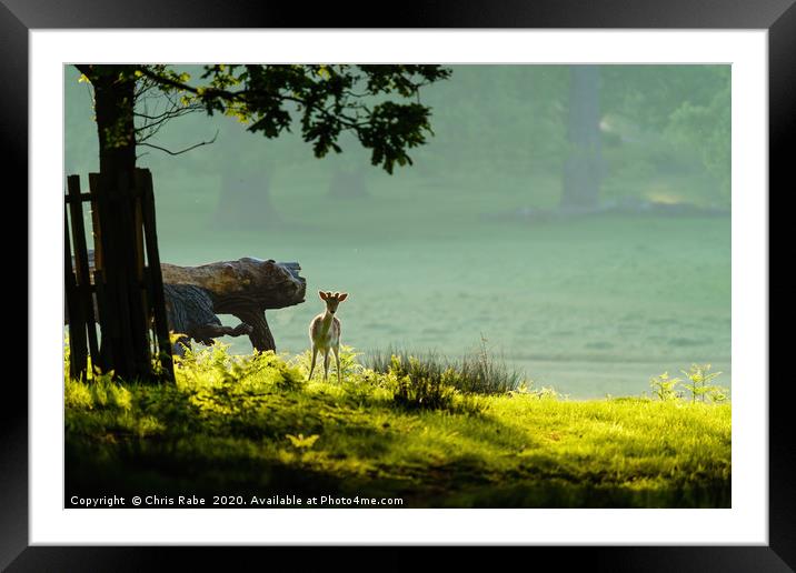 Fallow Deer fawn  Framed Mounted Print by Chris Rabe