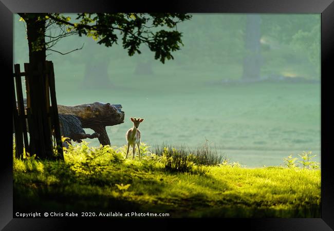 Fallow Deer fawn  Framed Print by Chris Rabe
